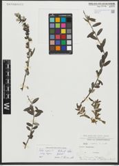Foto von Salix repens subsp. repens L.